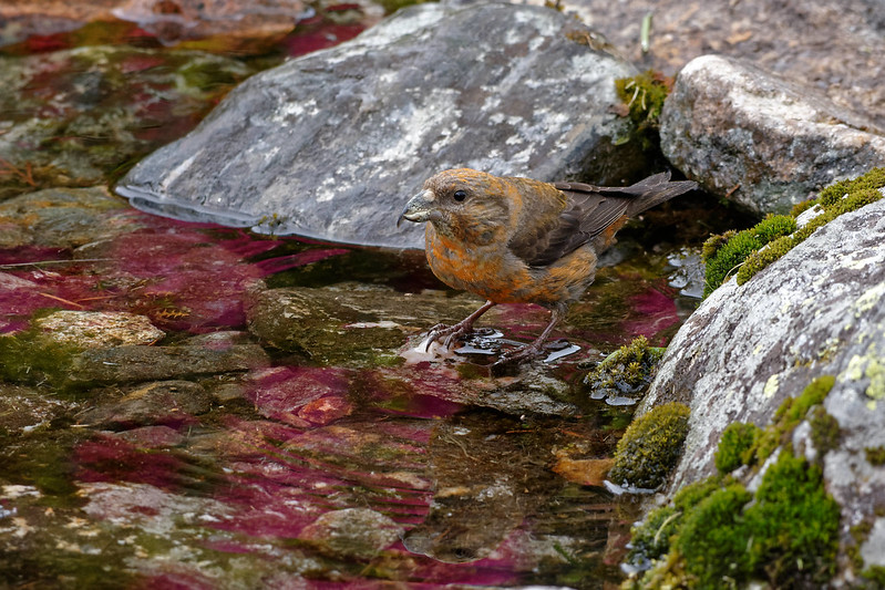 Bec-croise des sapins.jpg